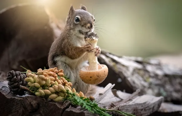 Mushroom, stump, protein, fruit, grey, bump, needles, stand