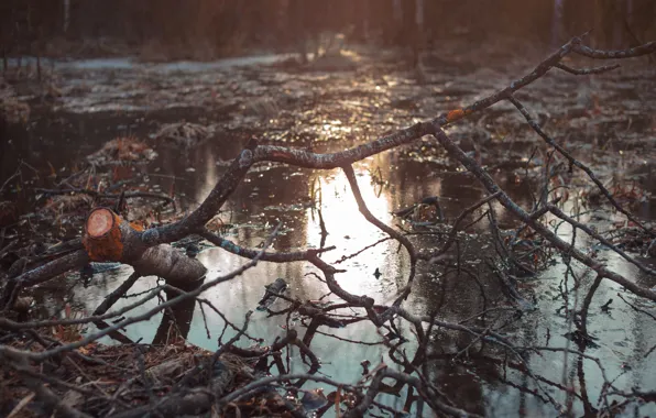 Picture forest, water, trees, spring, the evening