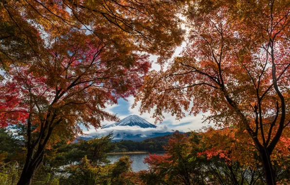 Autumn, trees, paint, foliage, Japan, Fuji, mount Fuji, Fuji