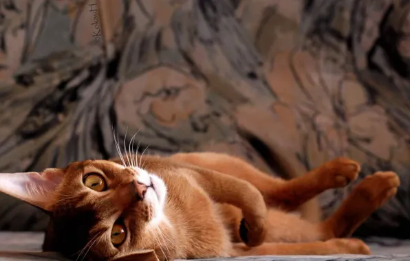 Picture cat, photo, red, adorable