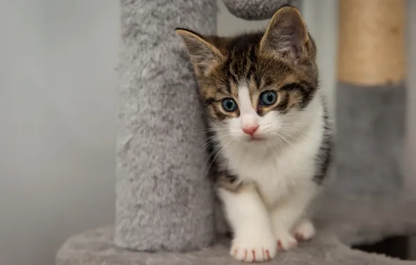 Cat, pose, kitty, baby, kitty, spotted, blue-eyed, scratching post