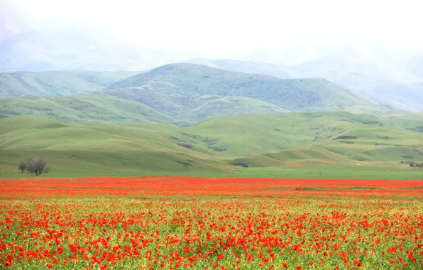 Field, mountains, Mac, May, red flowers, poppy field, green hills