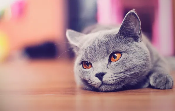 Face, macro, grey, cute, floor, lies, yellow eyes, British cat