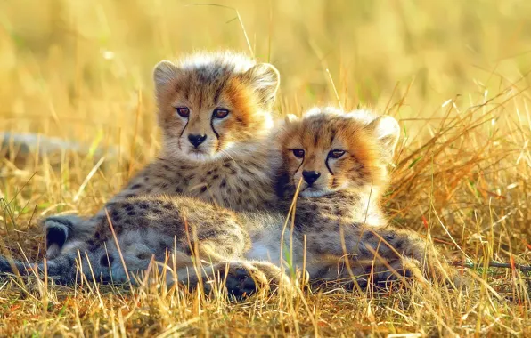 Picture grass, small, Africa, gepardi