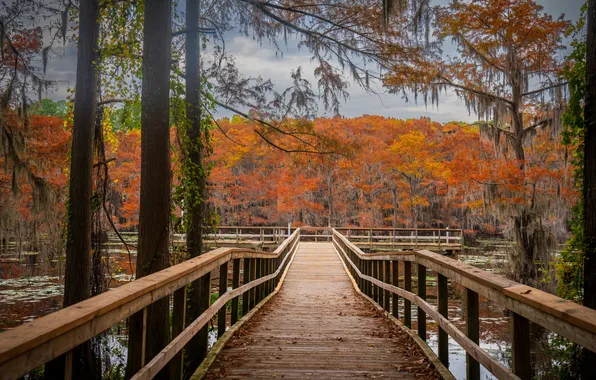 Autumn, forest, trees, branches, bridge, pierce, railings, pine