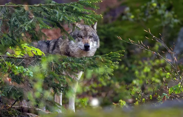 Nature, snow, predator, face, animal, wolf, wildlife, portrait