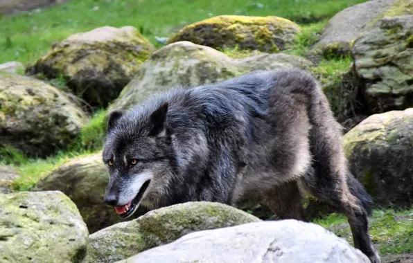 Nature, predator, animal, wolf, wildlife, portrait, portrait., Canis lupus. face