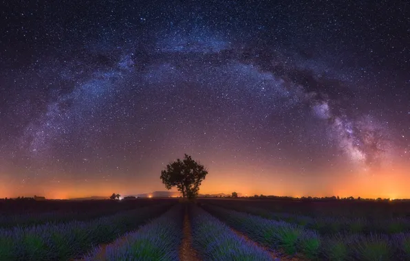 Field, stars, light, trees, flowers, night, the milky way, lavender