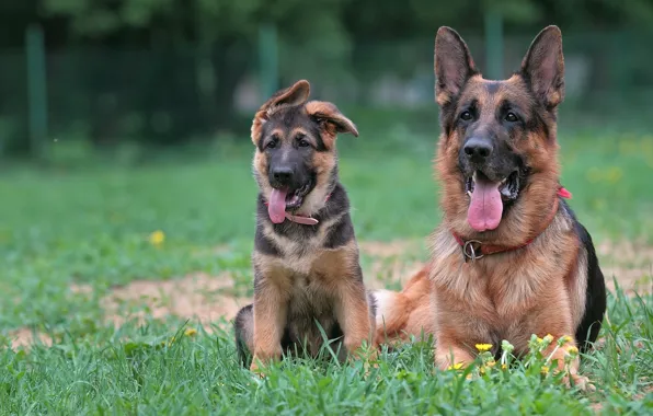 Puppy, mom, shepherd