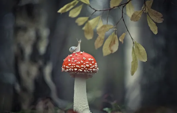 Picture leaves, nature, mushroom, snail, branch, mushroom