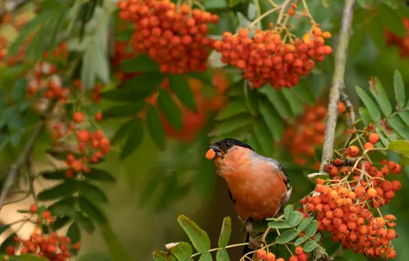Autumn, leaves, branches, berries, bird, beak, berry, fruit