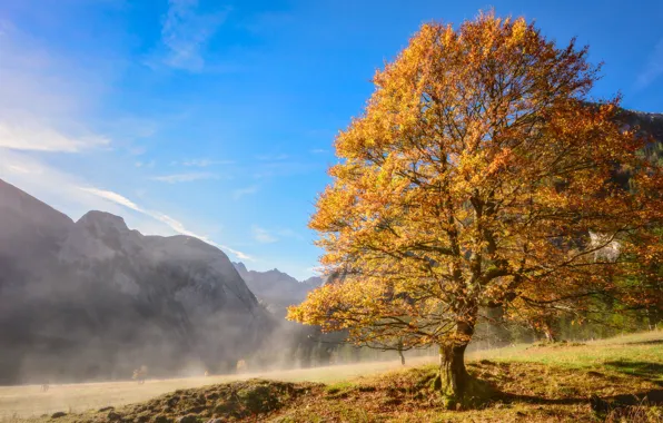 Picture autumn, trees, mountains, slope