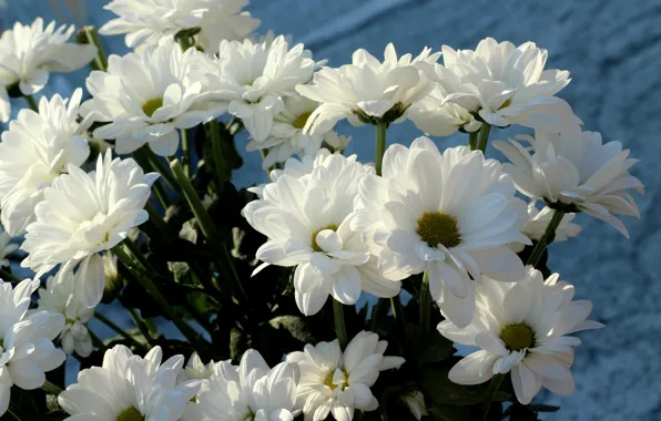 Flowers, background, bouquet, petals, white, chrysanthemum, a lot
