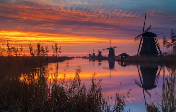 Grass, sunset, reflection, shore, reed, pond, windmills