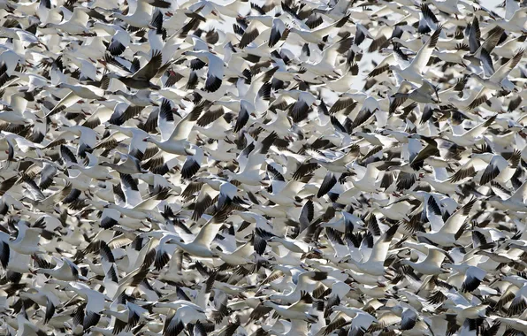 Birds, pack, flights, white geese