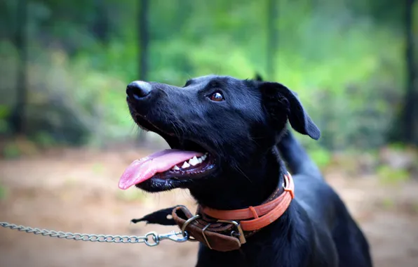 Picture look, each, devotion, dog, black