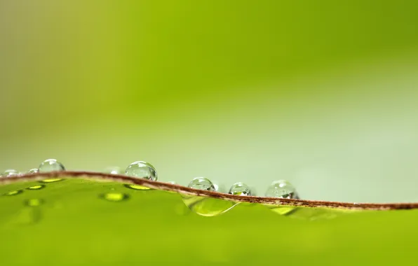 Picture drops, macro, background, color