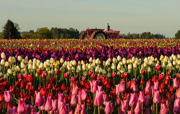 Picture field, flowers, tractor, tulips