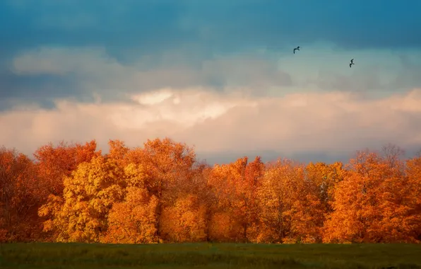 Picture autumn, the sky, clouds, trees, flight, birds, field