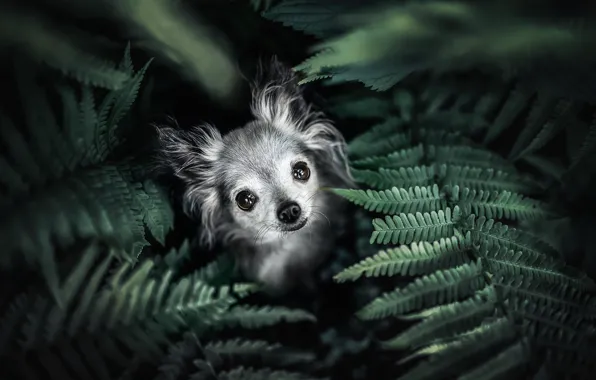 Picture look, leaves, dog, face, fern, doggie, Chihuahua, dog