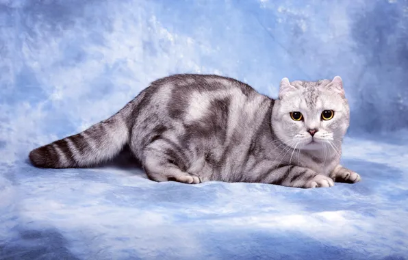 Cat, cat, look, pose, grey, paws, muzzle, tail
