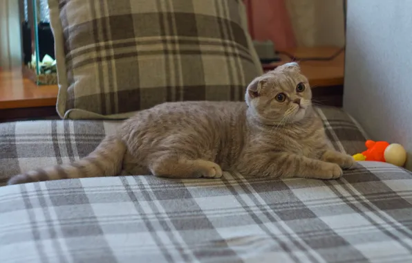 Cat, cat, kitty, grey, bed, fold, lies