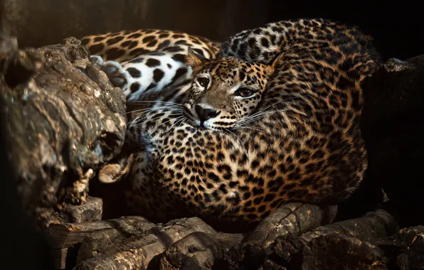 Leopard, leopards, lie