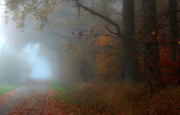 Autumn, forest, trees, branches, nature, fog, Park, foliage