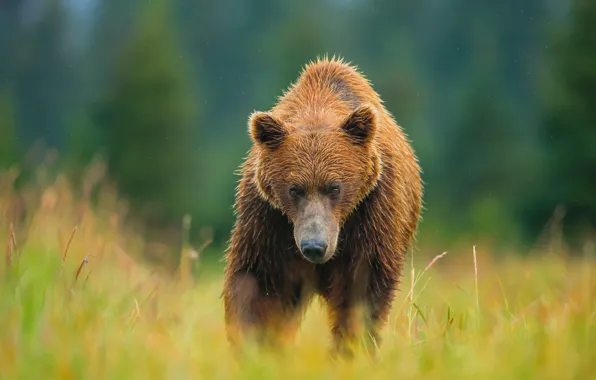 Summer, bear, meadow, bear, brown