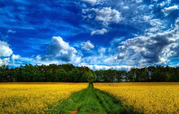 Picture ROAD, FOREST, GRASS, The SKY, FIELD, CLOUDS, FLOWERS, TREES