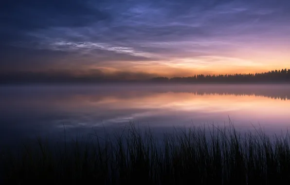 Nature, fog, lake, the evening
