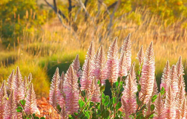 Picture flowers, Australia, ptilotus sublime, reserve Cravens Peak
