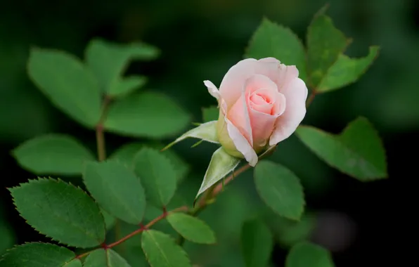 Roses, pink, buds