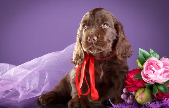 Picture flowers, puppy, chocolate, Spaniel