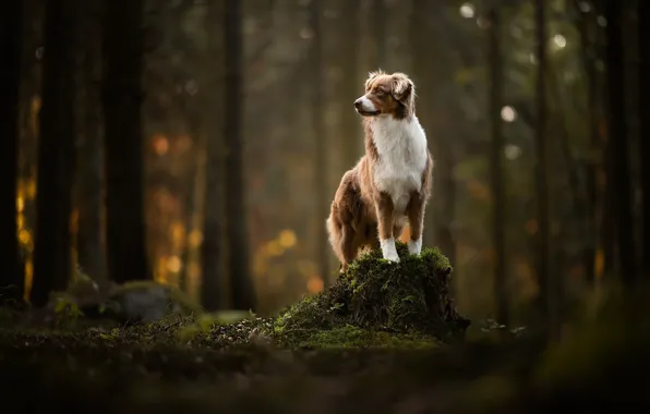 Picture forest, moss, stump, dog
