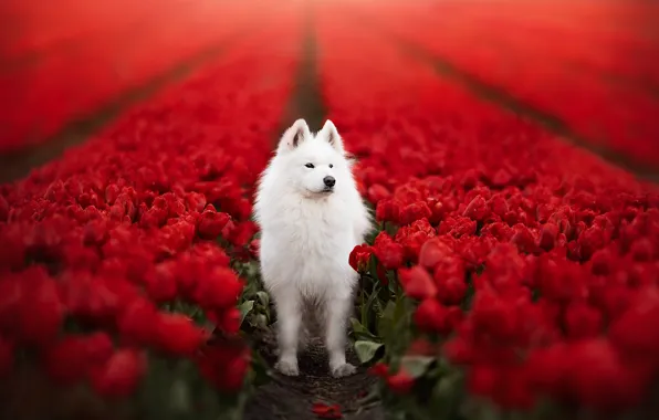Look, nature, pose, dog, white, face, Samoyed