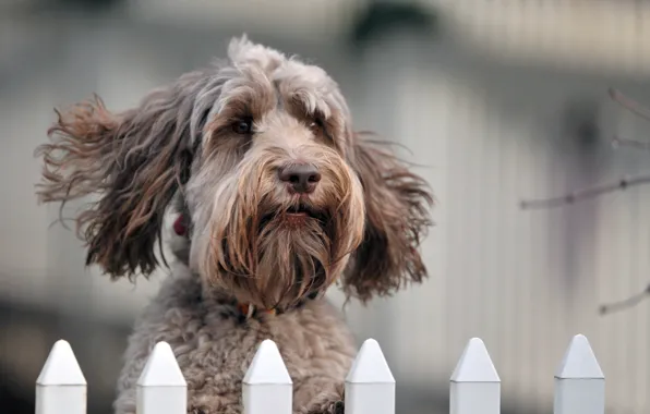 Look, the fence, dog