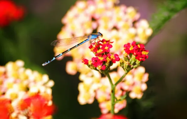 Flowers, insects, Dragonfly