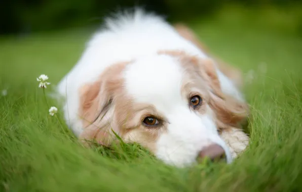 Picture grass, look, face, dog, clover, Australian shepherd, Aussie