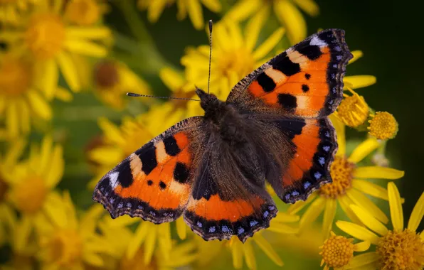 Picture summer, macro, flowers, yellow, nature, background, pattern, butterfly