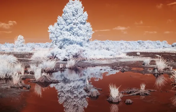 Landscape, Infrared, Marsh