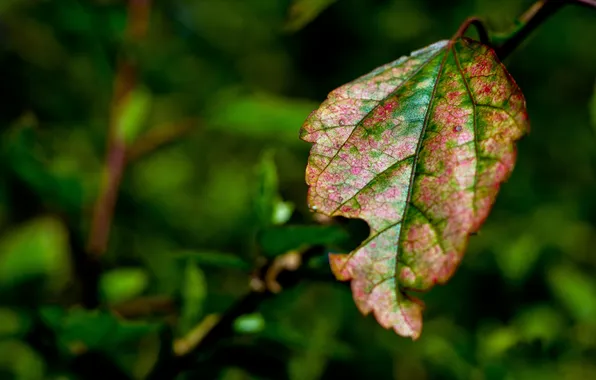 Picture greens, leaves, macro, blur