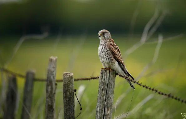 Picture nature, the fence, Falcon