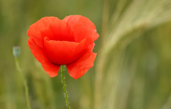 Picture flowers, nature, Mac, blur