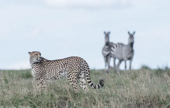 Picture predator, Cheetah, Savannah, grace, wild cat