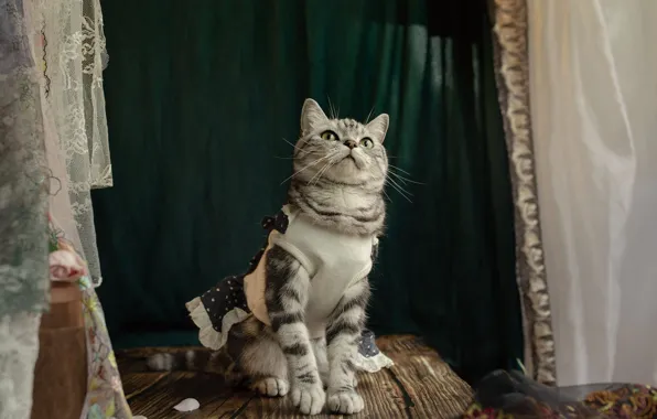 Cat, cat, look, pose, Board, fabric, curtains, face