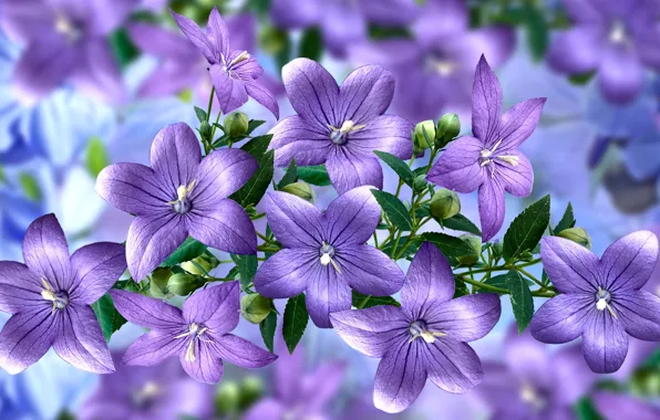 Graphics, flowers, ringtones