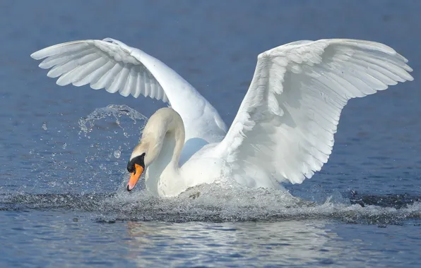 Picture water, squirt, bird, wings, Swan, stroke