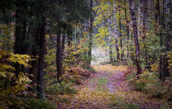 Picture autumn, forest, leaves, trees, overcast, track, birch, gloomy