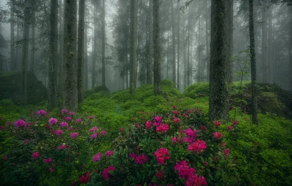 Forest, flowers, rhododendrons